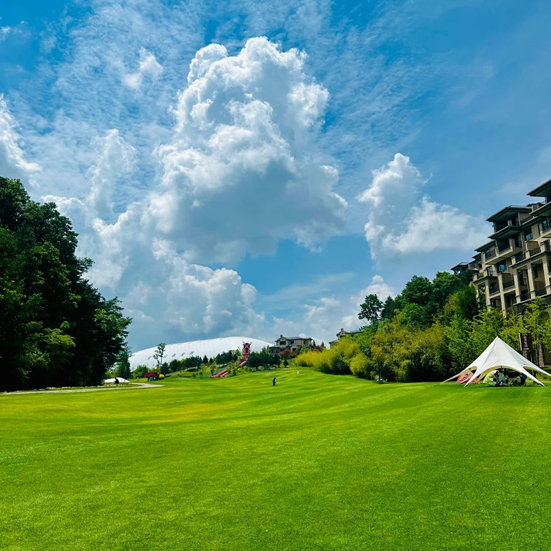 Césped Enano Evergreen – Semillas de Crecimiento Rápido TK