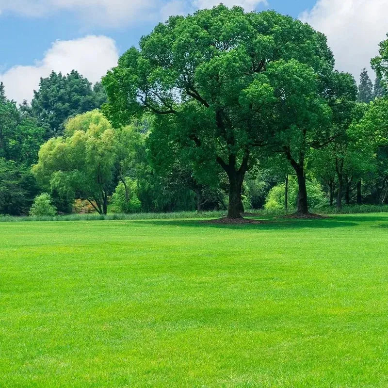 Césped Enano Evergreen – Semillas de Crecimiento Rápido