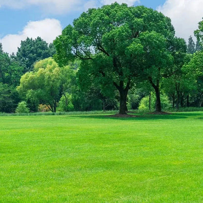 Césped Enano Evergreen – Semillas de Crecimiento Rápido